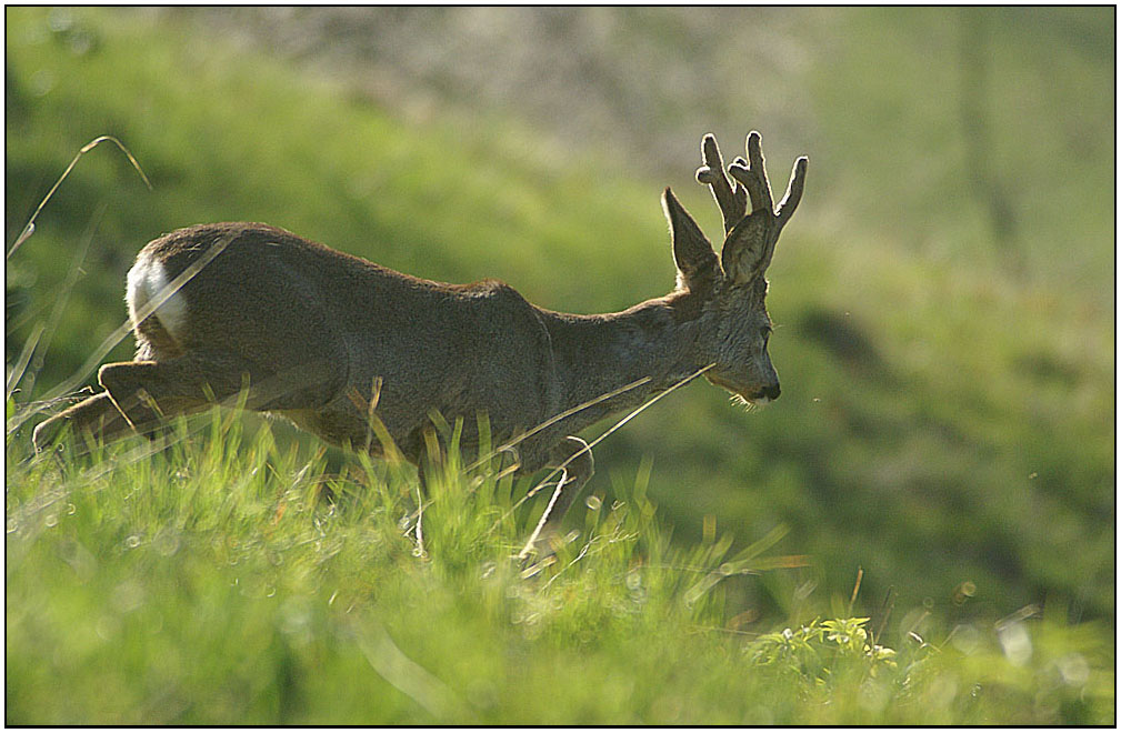 CAPRIOLO  IN  VELLUTO