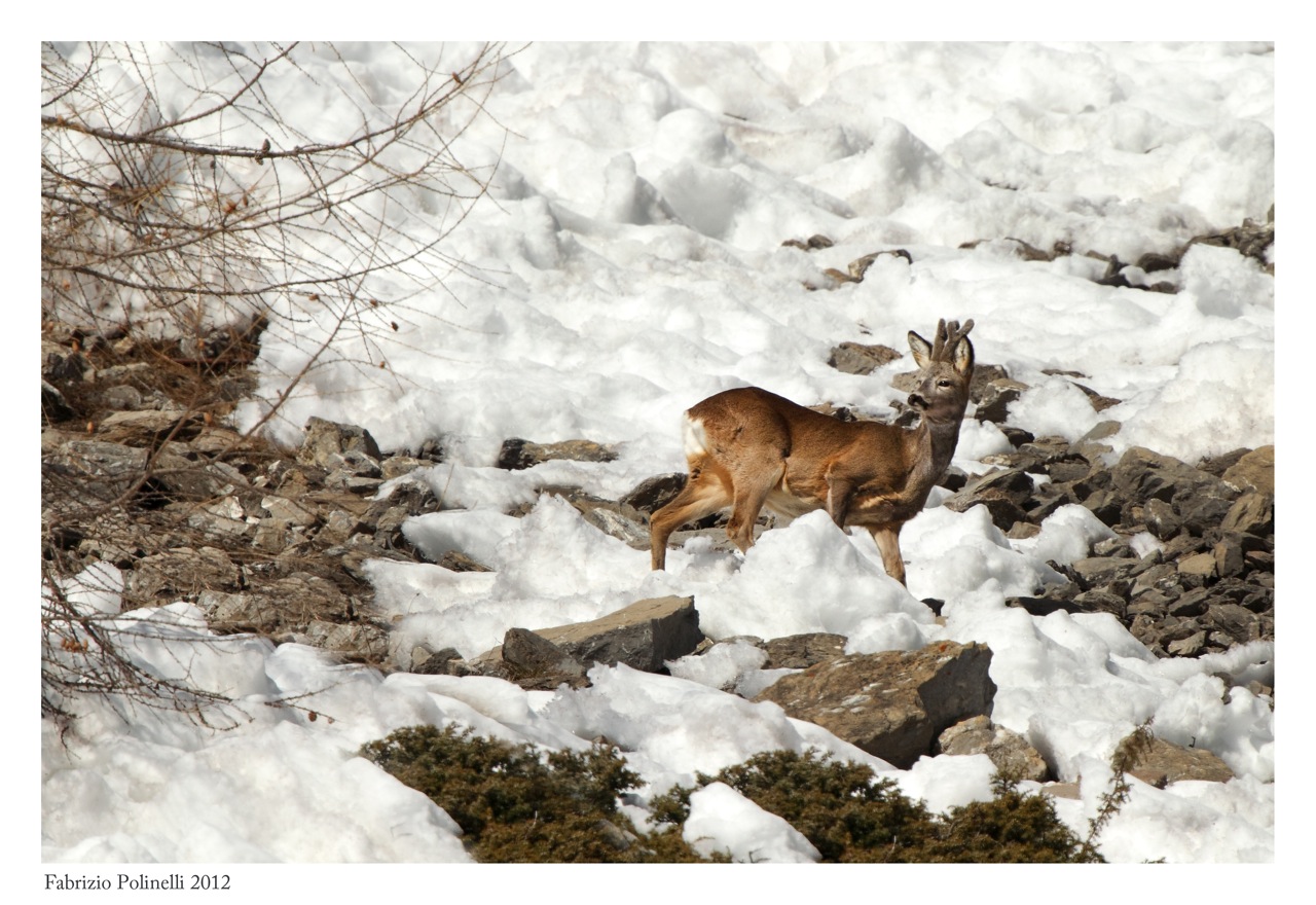 capriolo in velluto 2