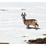 capriolo in velluto