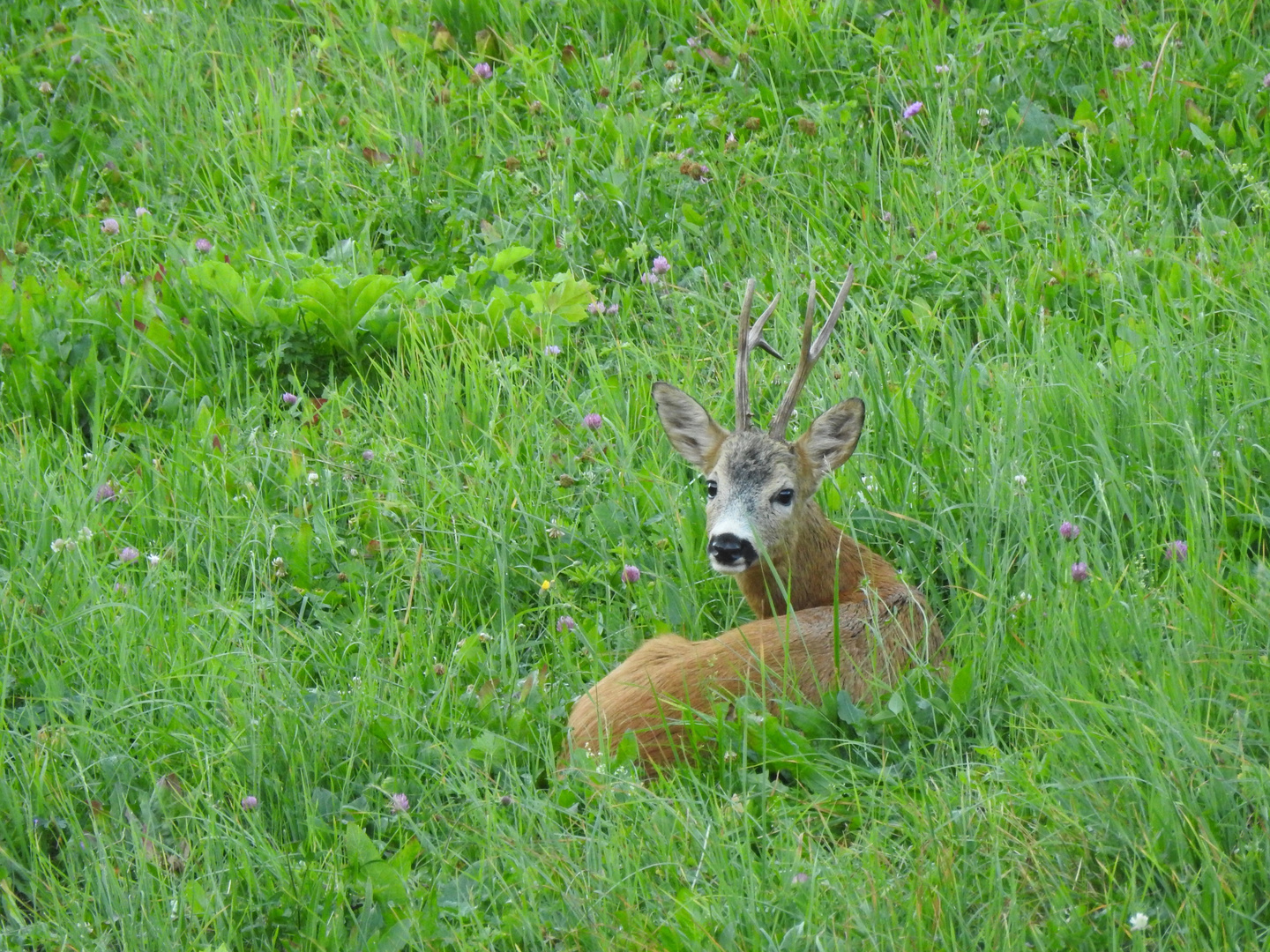 Capriolo maschio adulto in amore