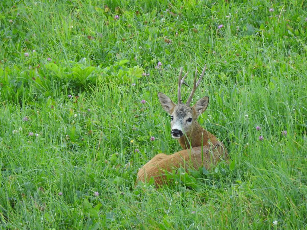 Capriolo Capriolo