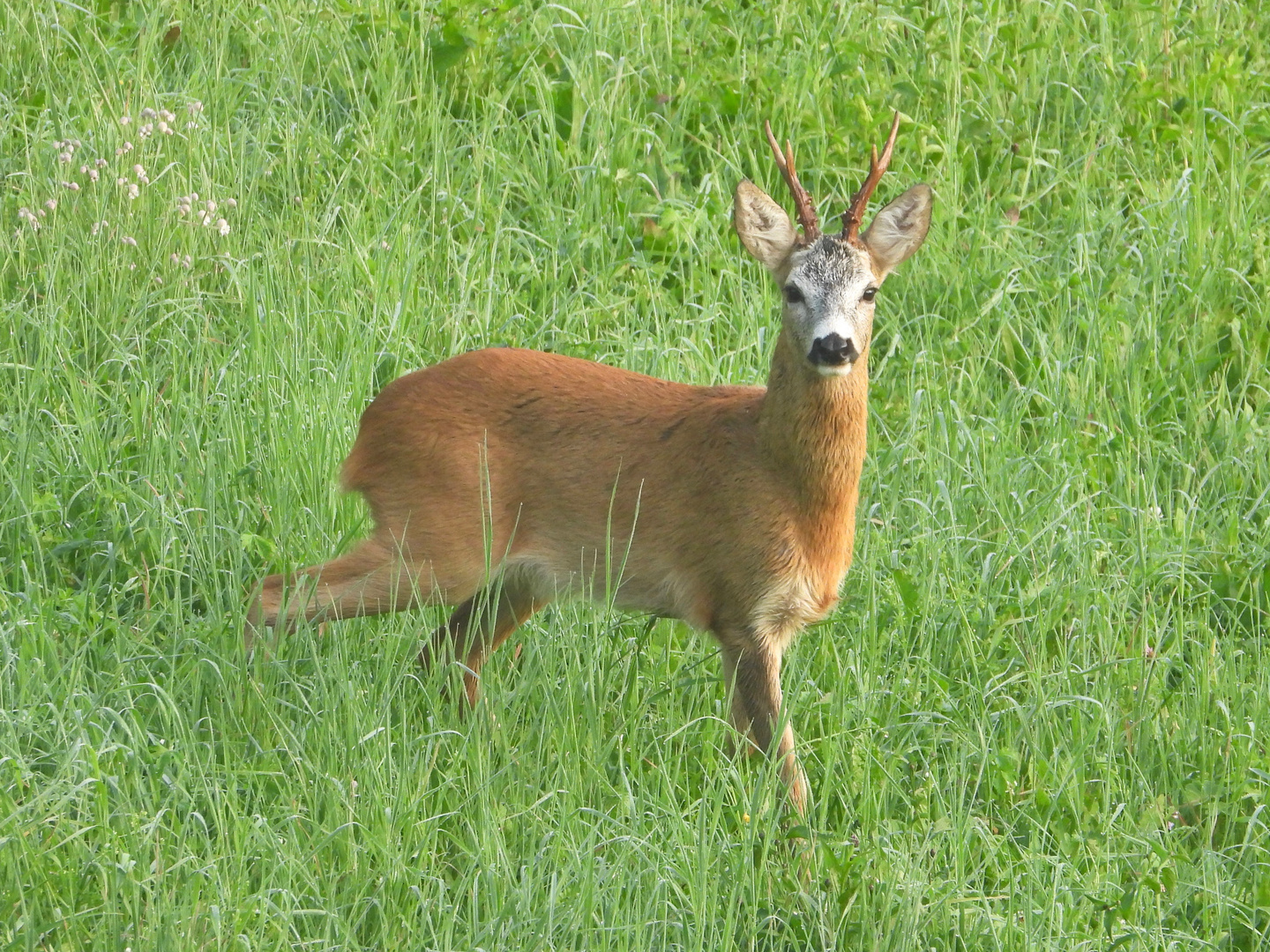 Capriolo maschio adulto in amore