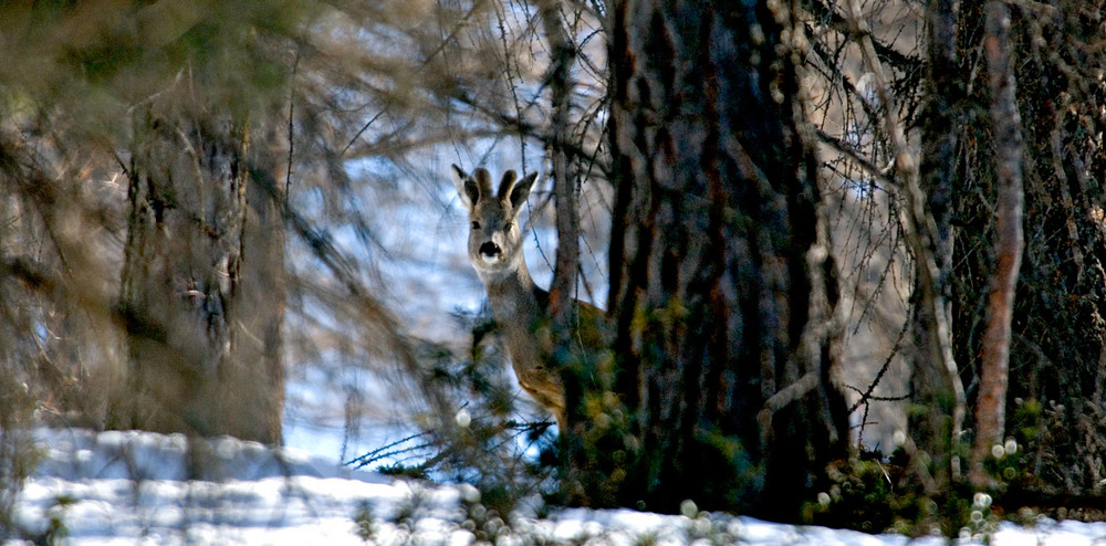 capriolo maschio "vellutato"