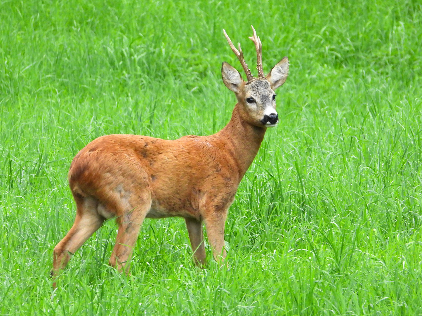 Capriolo nel verde