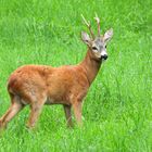 Capriolo nel verde