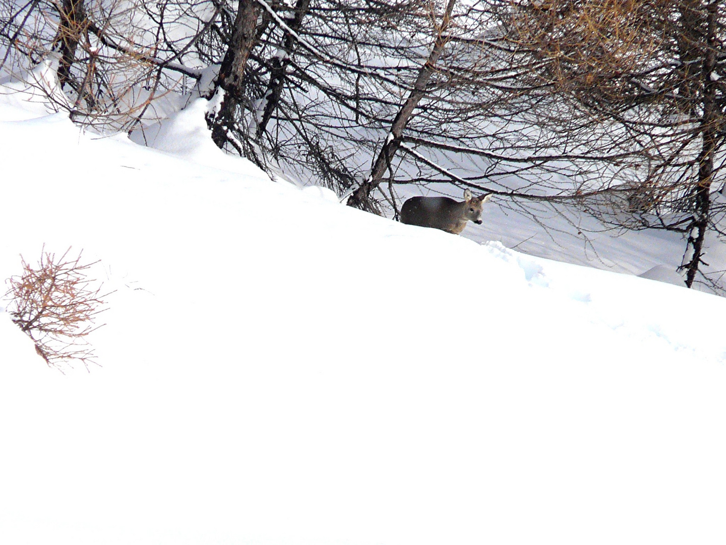 Capriolo nella neve