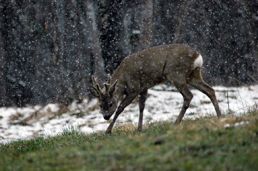 capriolo neve