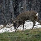 capriolo neve