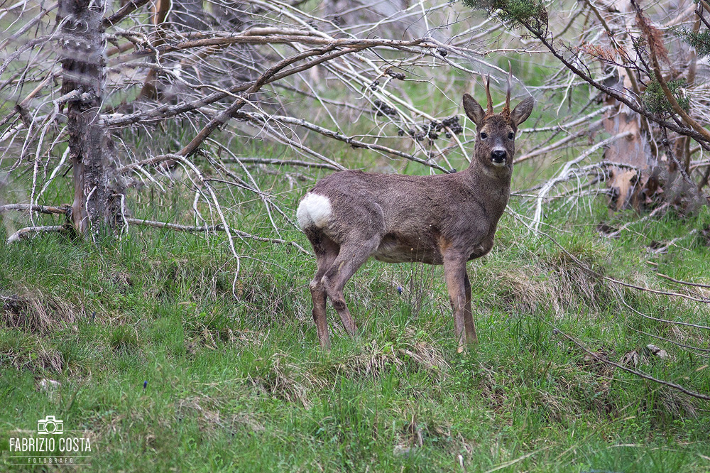 Capriolo pasquale