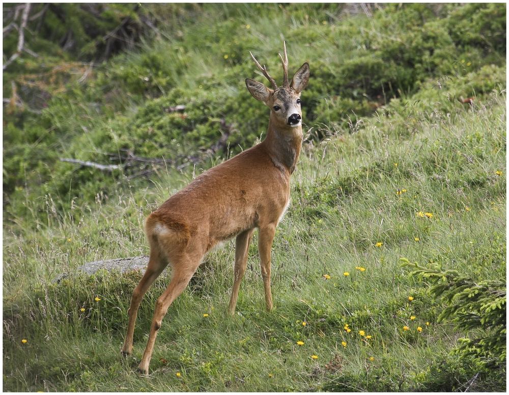 Capriolo XII