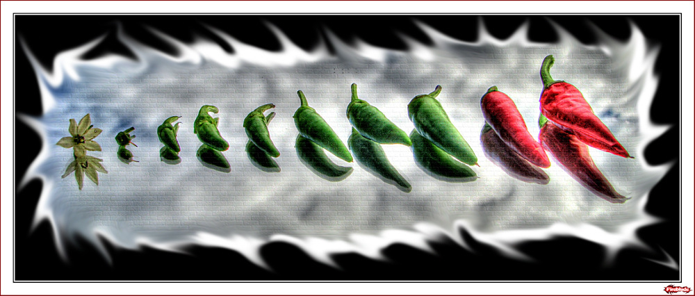 Capsaicin Entwicklung....