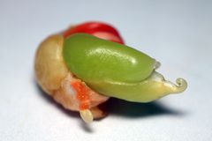 Capsicum Alien - Gelöst