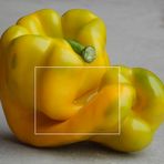 Capsicum annuum