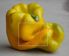 Capsicum annuum