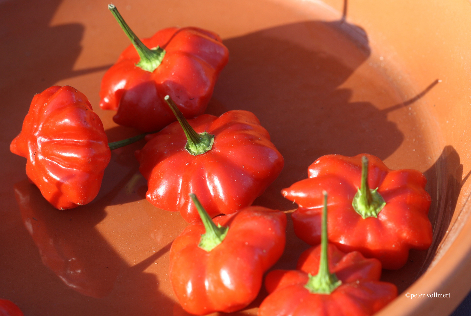 Capsicum baccatum 'Mini Bonnet'