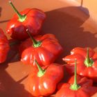 Capsicum baccatum 'Mini Bonnet'