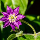 Capsicum pubescens