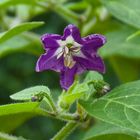 Capsicum pubescens Chili Flower