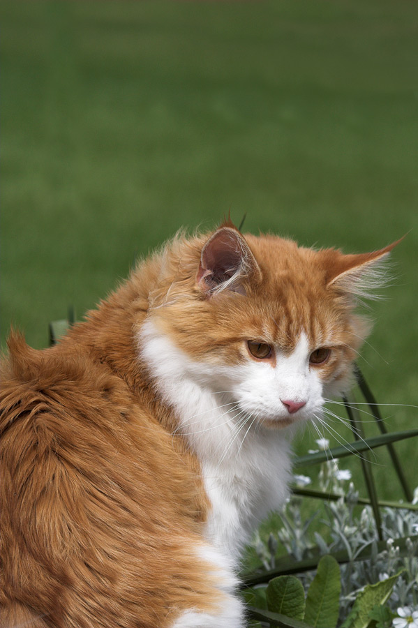 Captain Cat am Gartenteich #1: Ist die Luft rein?