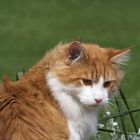 Captain Cat am Gartenteich #1: Ist die Luft rein?