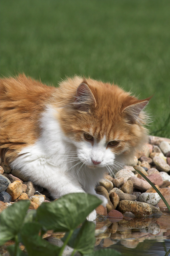 Captain Cat am Gartenteich #2: Wasser ist nass...