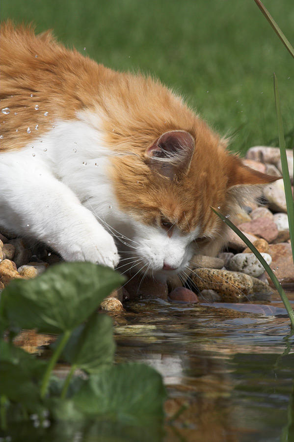 Captain Cat am Gartenteich #3: Platsch!!!