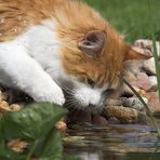 Captain Cat am Gartenteich #3: Platsch!!!