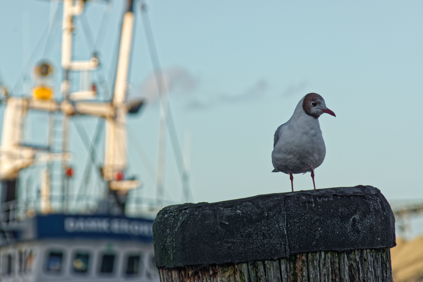 Captain Gull