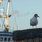 Captain Gull