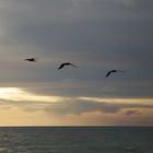 Captiva Sunset