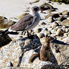 Captivés par les rouleaux du Pacifique ?