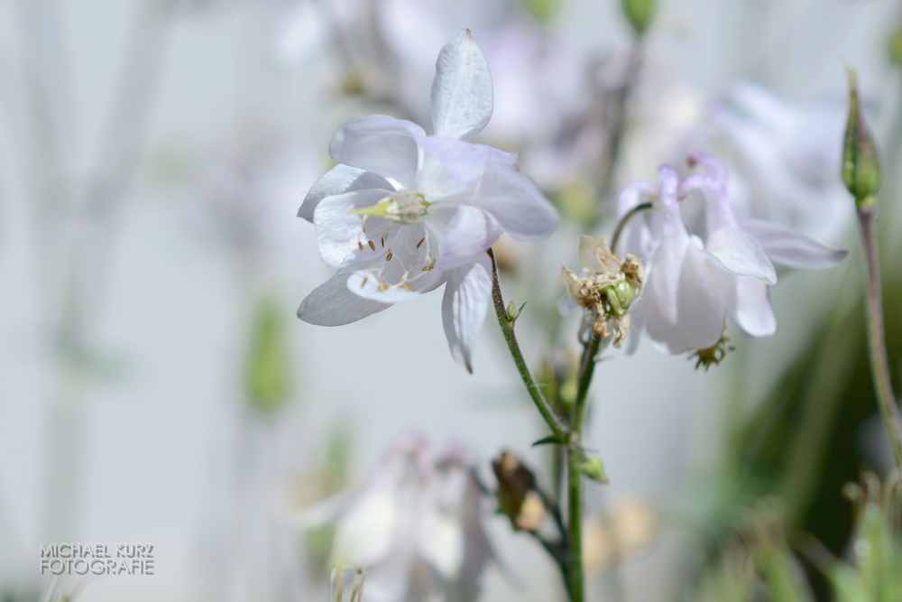 Capture NX-D-Test: Bokeh-Blümchen (Tonwerte) © Michael Kurz 2015