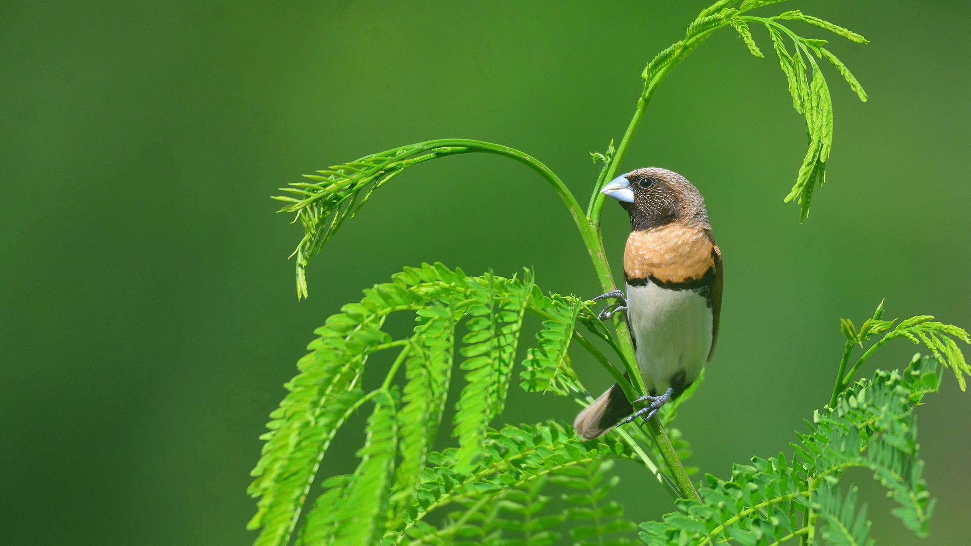 Capucin Donacole - Lonchura castaneothorax (Gould, 1837)