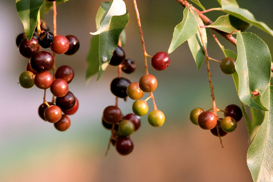Capulines Imagen & Foto | frutos y semillas, plantas, naturaleza Fotos