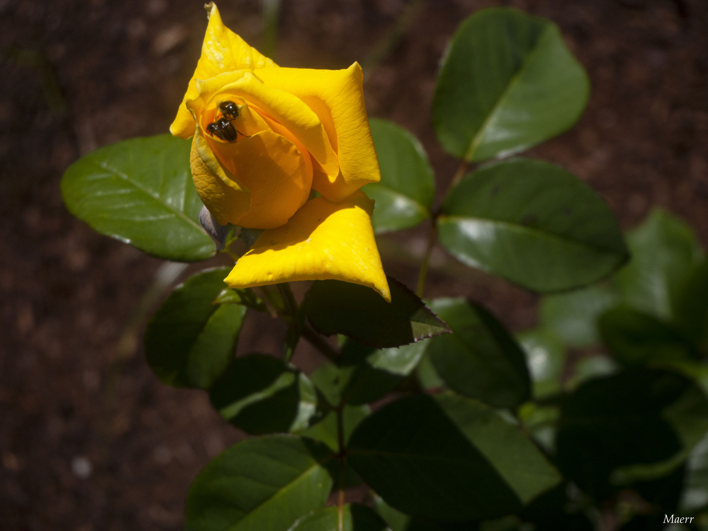 Capullito amarillo