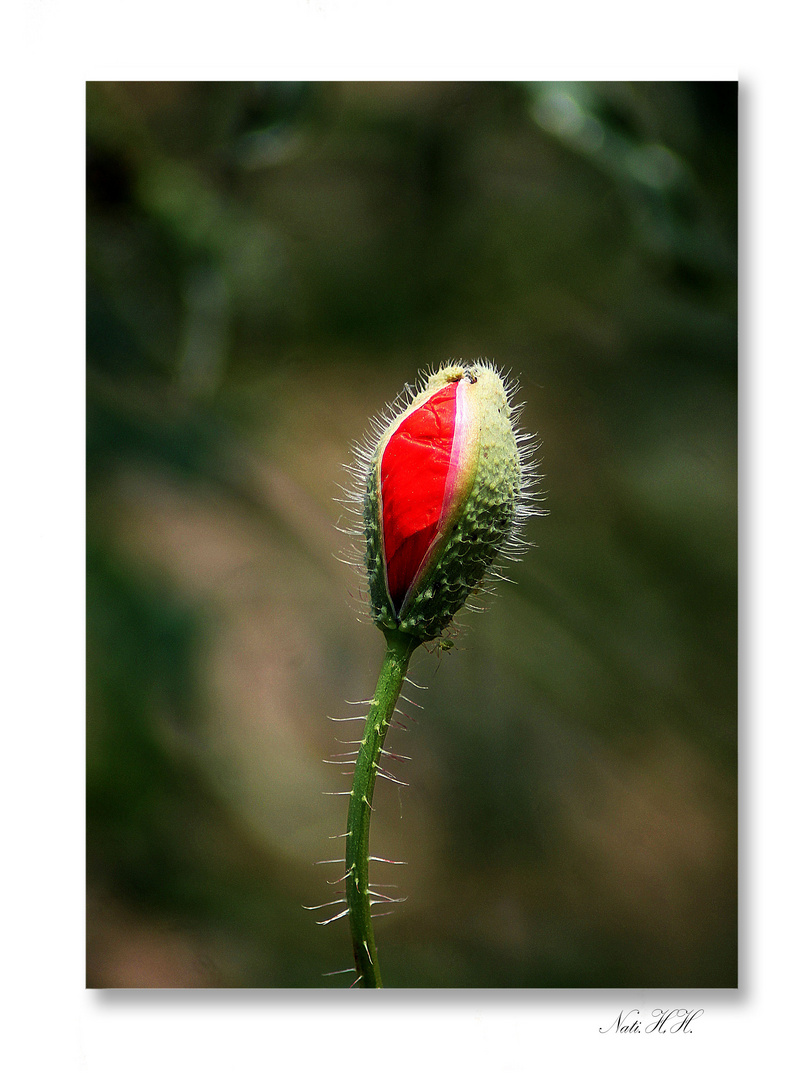 Capullito de amapola.