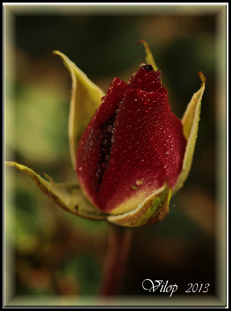CAPULLO DE ROSA Imagen & Foto naturaleza diversa , naturaleza Fotos