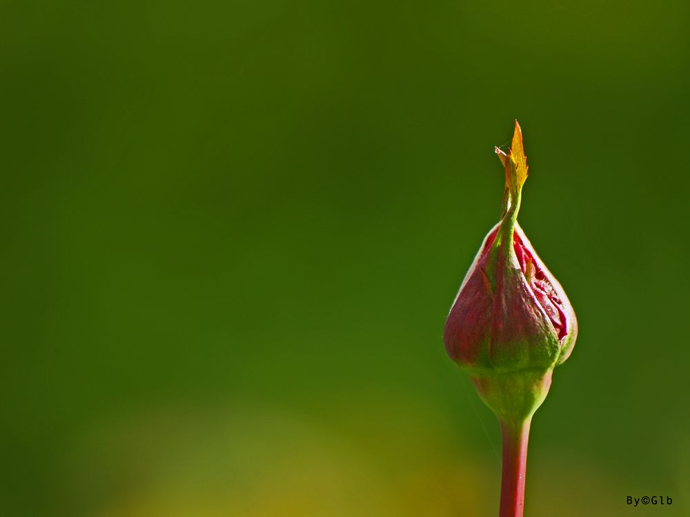 Capullo Floral Imagen & Foto plantas, flores, flowers Fotos de