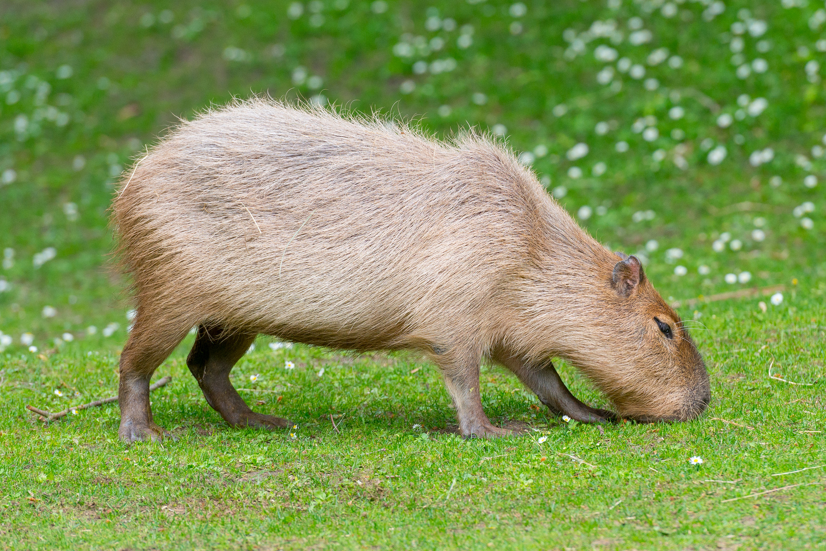 Capybara