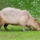 Capybara