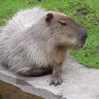 Capybara