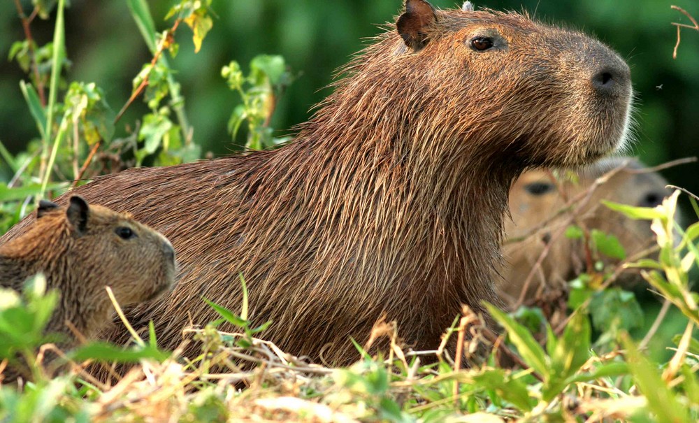 Capybara