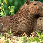 Capybara