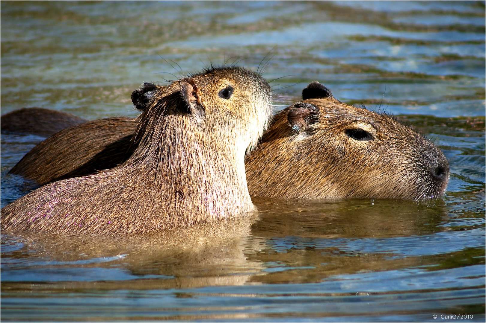 Capybara