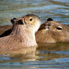 Capybara