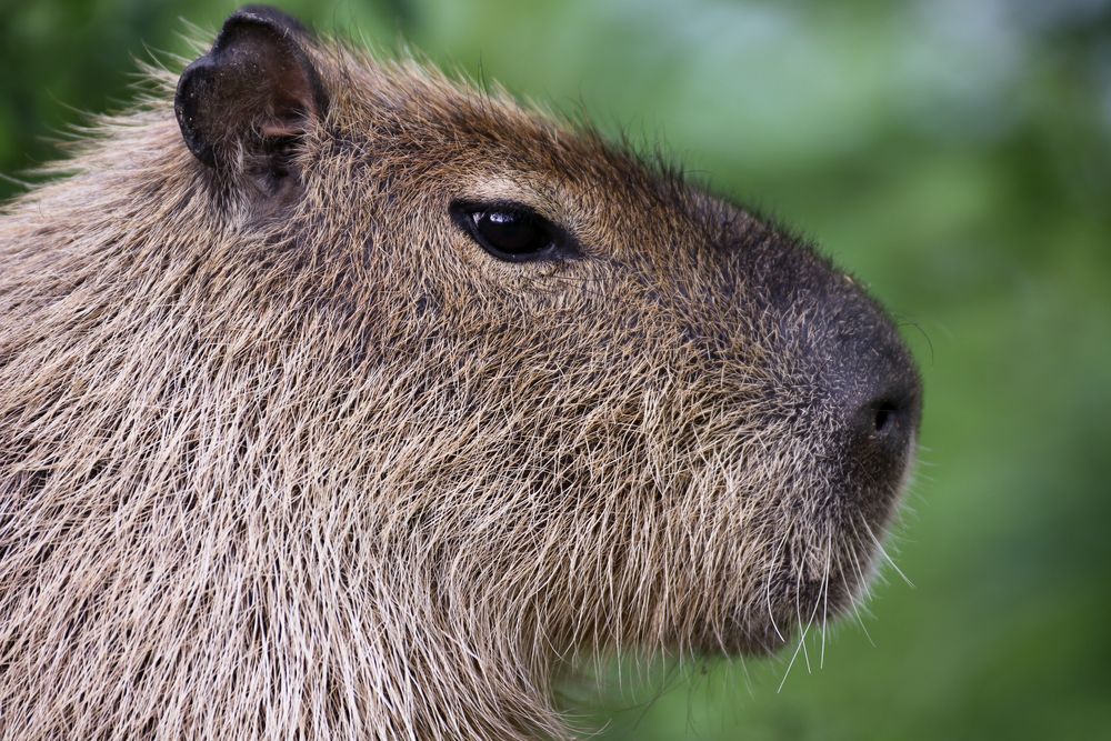Capybara Foto & Bild nature, natur, zoo Bilder auf