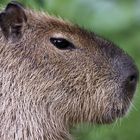 Capybara