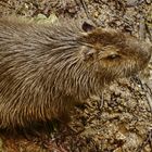 Capybara