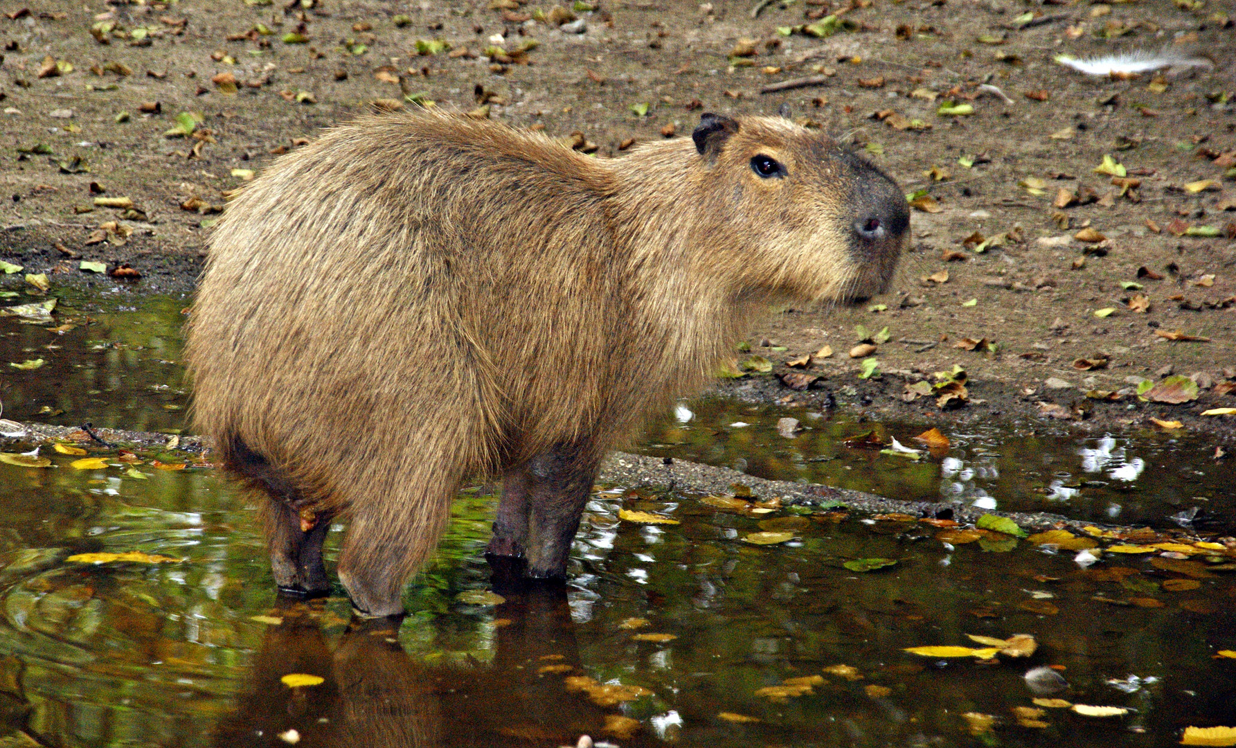 Capybara Foto & Bild | tiere, zoo, wildpark & falknerei, säugetiere