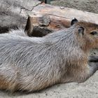 Capybara